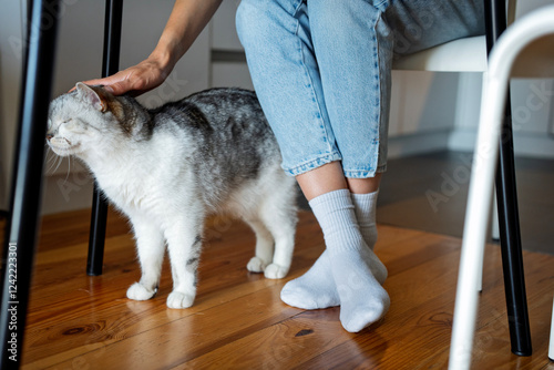 Partial woman sitting on chair and stroking cat at home kitchen photo