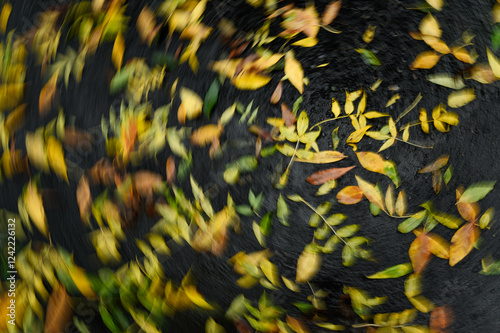 Autumn leaves photo