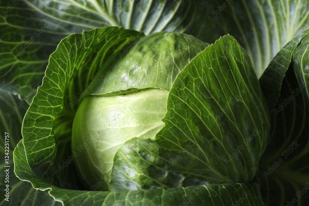 Obraz premium One ripe head of cabbage as background, closeup