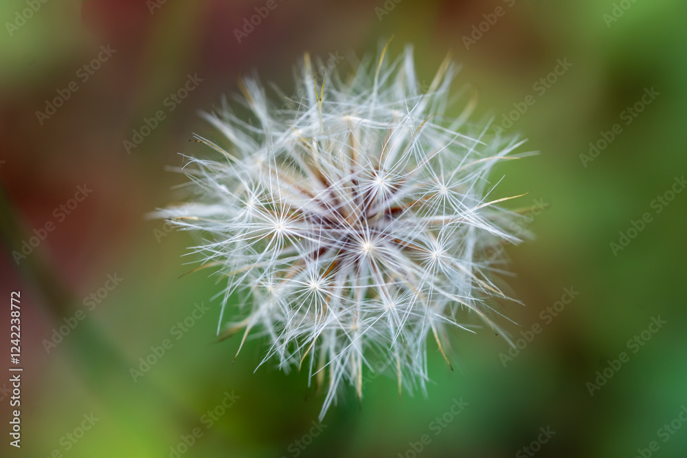 Close-up of dandelion seed head (Pappus) viewed from above Close-up of dandelion seed head (Pappus) viewed from above
