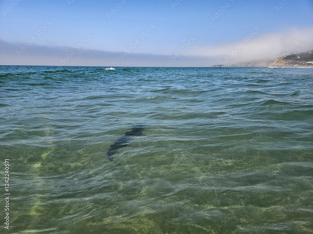 Naklejka premium Leopard shark in shallow water