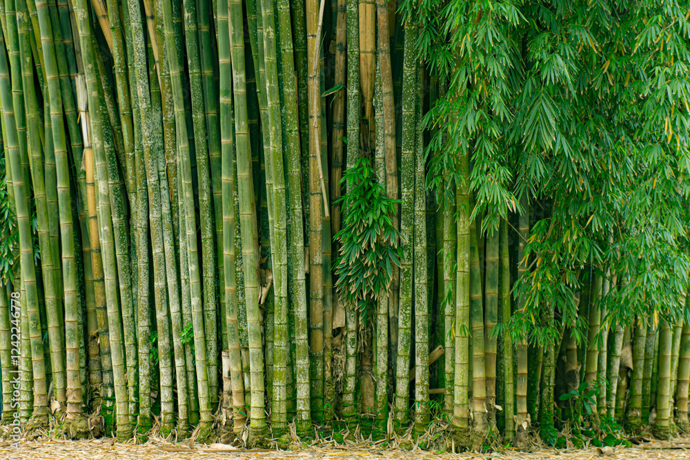 Dense cluster of green bamboo stalks with leafy branches. Dense cluster of green bamboo stalks with leafy branches.