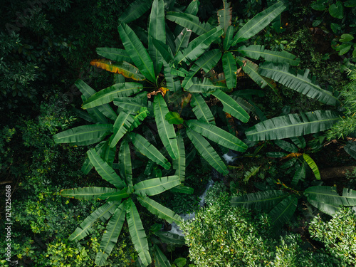 Photography Aerial view of beautiful tropical forest mountain landscape in summer