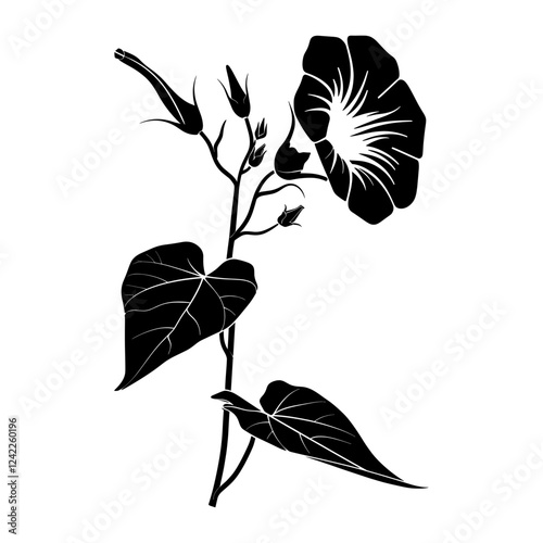 Morning Glory flower art illustration silhouette vector
