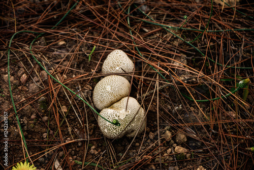 Close-up of Scleroderma citrinum, commonly known as earth ball fungus, growing on pine roots. The fungus has a unique yellow and brown appearance, with a rough, textured surface. photo