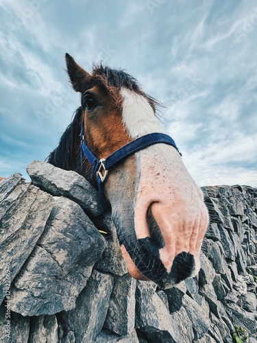 Close-Up of a Horse's Face Over a Stone Wall photo