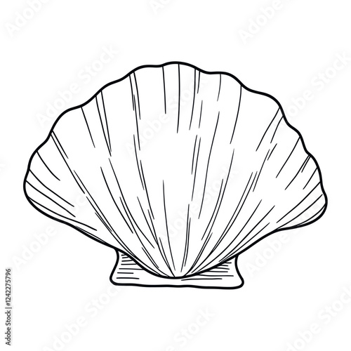 Scallop Shell drawing art seashell vector