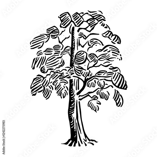 American sycamore tree drawing art sketch vector