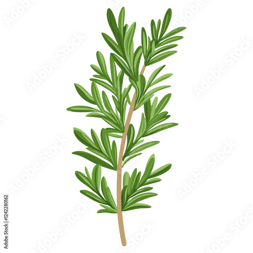 Culinary Rosemary herb leaf leaves herbs illustration vector