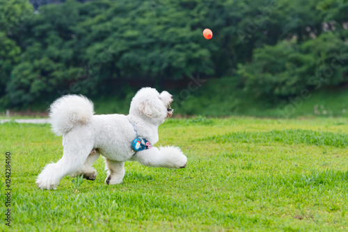 Playful Old English Sheepdog Running in Grassland. photo