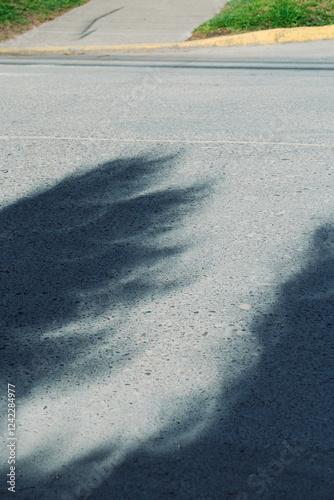 Tree crescent-shaped shadows photo