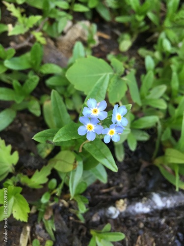 Four blue forget-me-not flowers in close-up