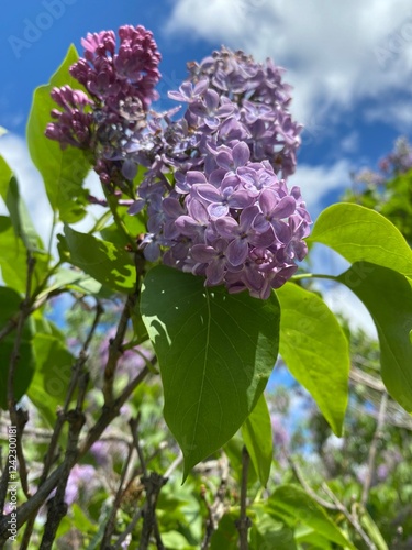 Purple lilac flowers surrounded by green leaves in an arboretum during springtime