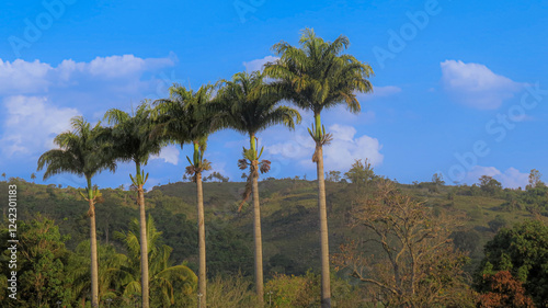 Tall Imperial Palm trees (Roystonea oleracea) standing majestically in a tropical outdoor setting, with a clear blue sky and lush green foliage in the background. photo