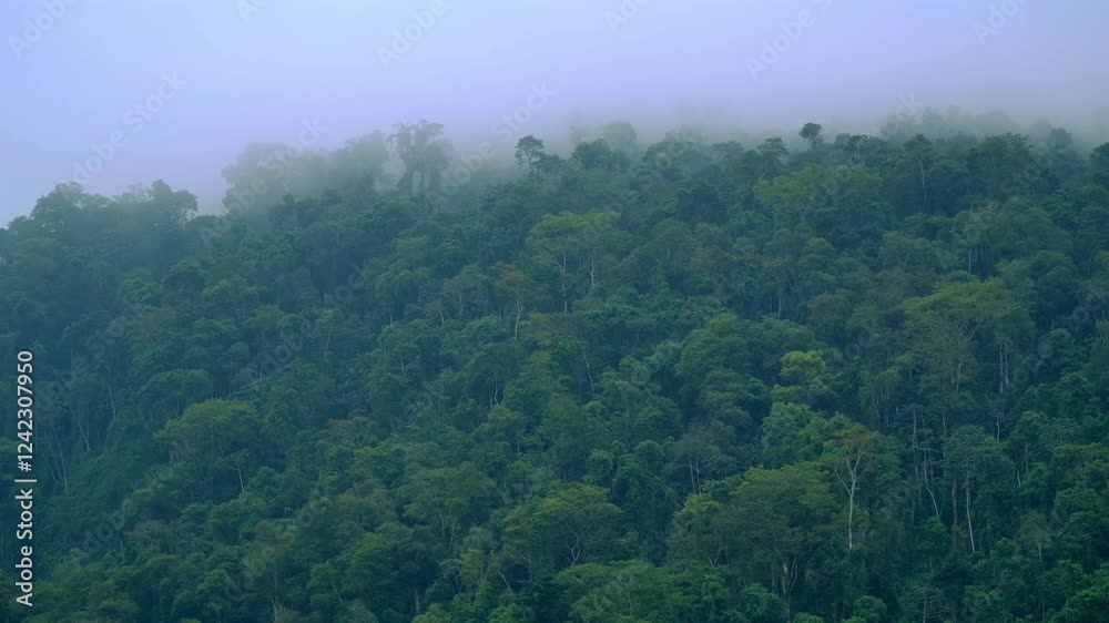 Foggy green forest in the mountains in the early morning. - static shot Foggy green forest in the mountains in the early morning. - static shot