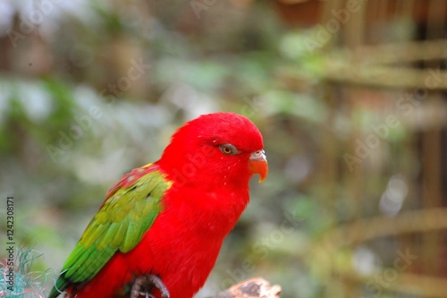 Cute red vibrant parrot live at Aviary. Chattering lory (Lorius garrulus) is a forest-dwelling parrot endemic to North Maluku, Indonesia. photo