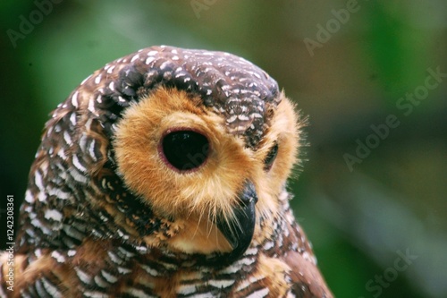 Close up view of cute Spotted Wood Owl (Strix seloputo) head with natural background. photo