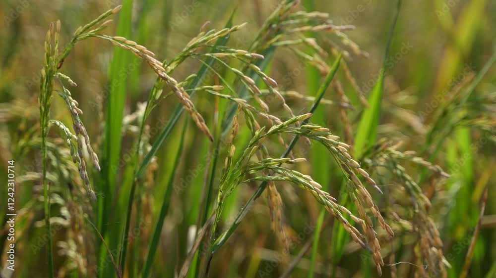 Paddy has grown in the field and it has ripened and turned yellow. Paddy has grown in the field and it has ripened and turned yellow.