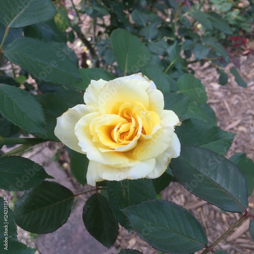 One single yellow rose in full bloom during the summer season