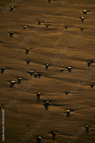 sandy wet shore photo