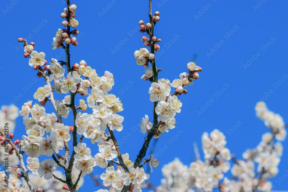 ウメの花 ウメの花