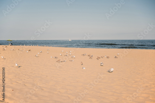 Seagulls on a Sandy Beach with Ocean View photo