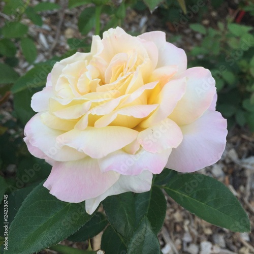 One single yellow and light pink rose in full bloom during summer season