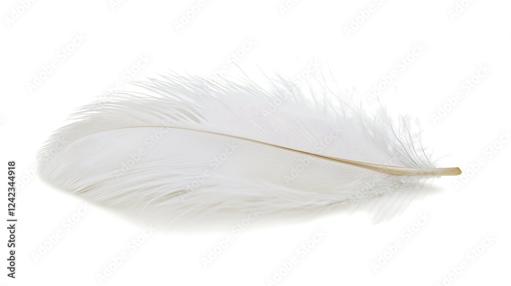 Obraz premium A white feather with a brown tip