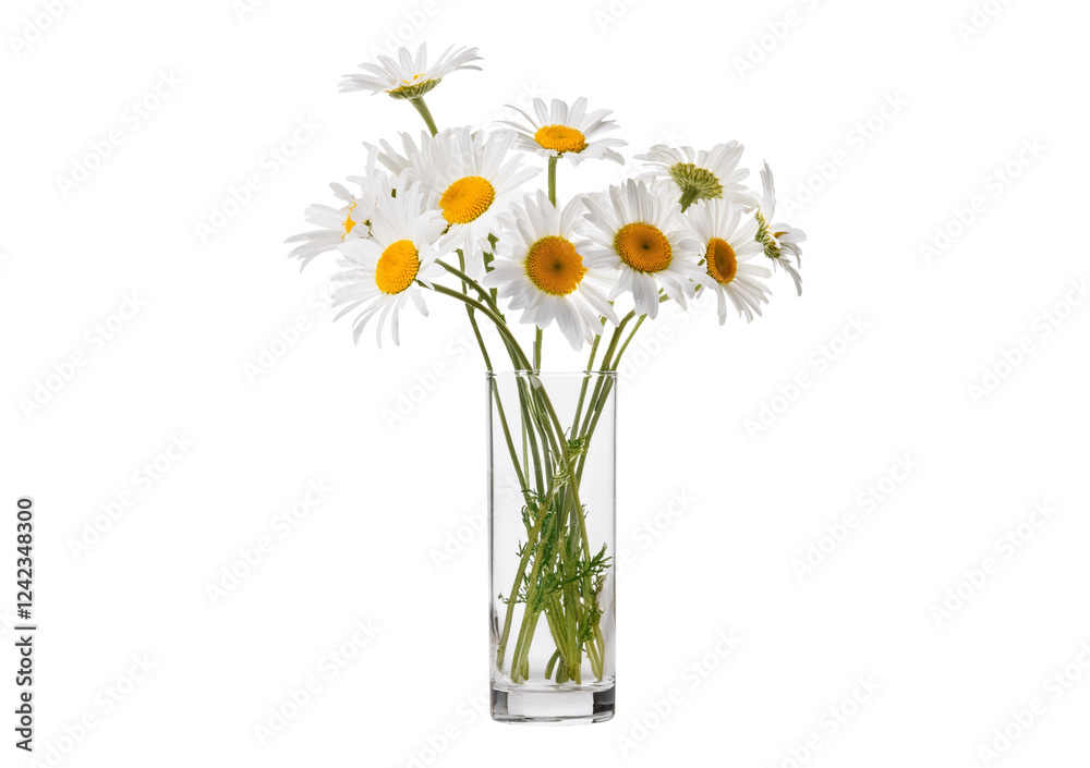 Fototapeta premium Daisies in glass vases isolated on a transparent or white background