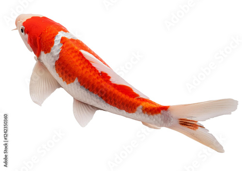 Photography Koi Isolated on Transparent or White Background.