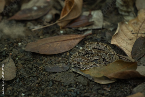 Venomous Snake photo