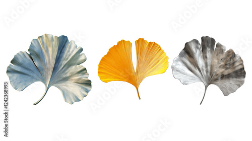 Ginkgo leaves on a white background
