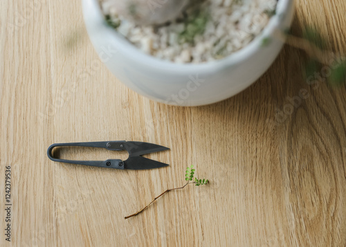 Small scissors and cut thin branch from Sophora tree near pot photo