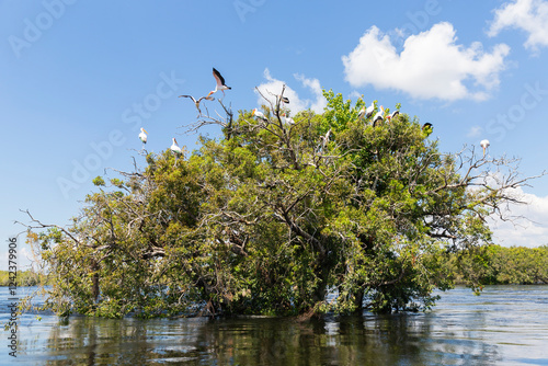 Yellow-Billed Storks Perched On A Tree In Chobe River, Botswana   photo