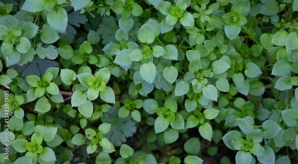 Green leaves texture abstract background, Texture of leaf view from above, Ecosystem and healthy ecology environment concepts Green leaves texture abstract background, Texture of leaf view from above, Ecosystem and healthy ecology environment concepts
