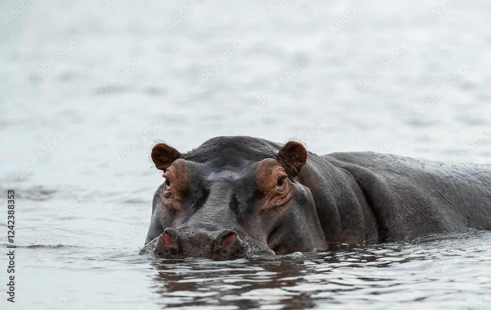 Hippo Looking At The Camera In Chobe River, Botswana Hippo Looking At The Camera In Chobe River, Botswana