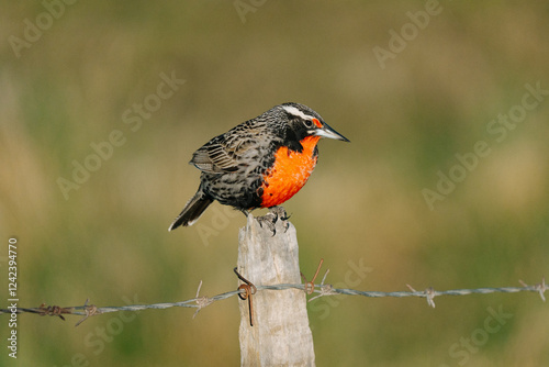 Long-tailed Meadowlark photo