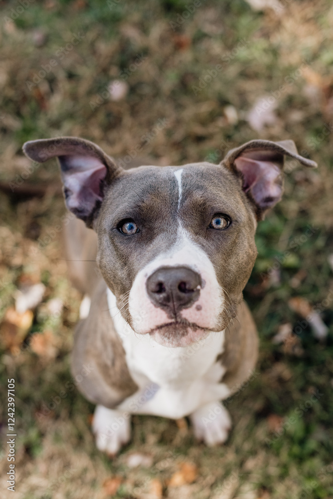 Pit Bull dog Pit Bull dog