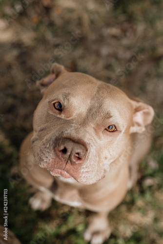 Pit Bull dog photo