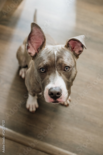 Pit Bull dog photo