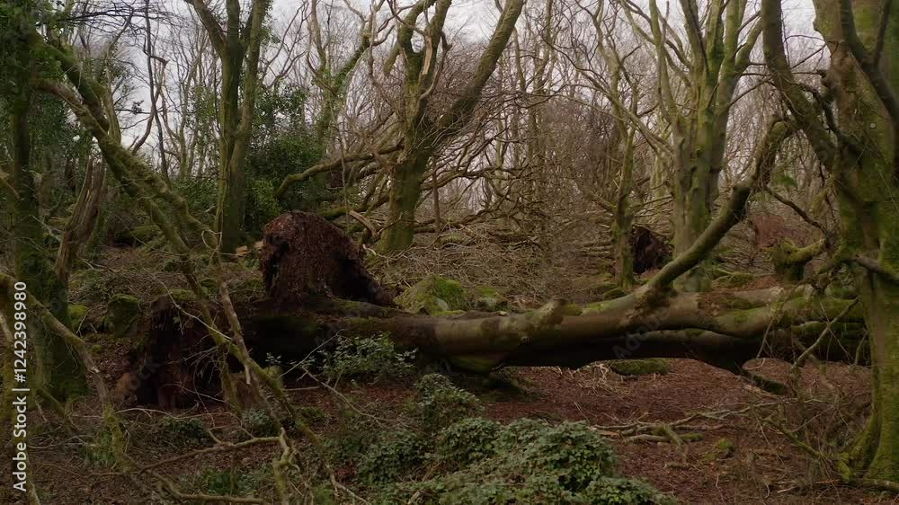 Storm impacted woodland with uprooted trees and broken branches scattered around, Dynamic aerial reveal torn vegetation Storm impacted woodland with uprooted trees and broken branches scattered around, Dynamic aerial reveal torn vegetation
