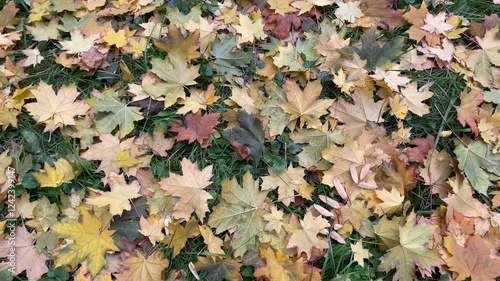 Background of wet fallen yellow, green and brown maple leaves