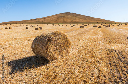 Harvested Straw Bales in Golden Field Under Clear Blue Sky photo