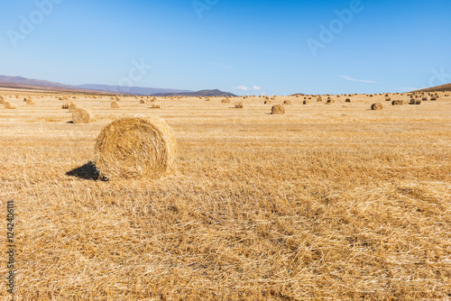Scattered round hay bales in a vast harvested field.