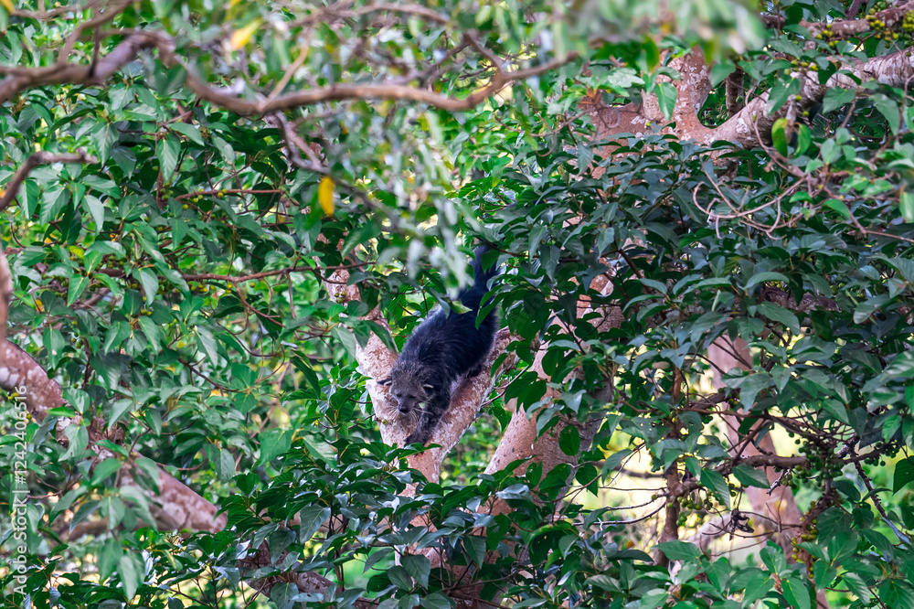 Binturong (Bear Cat) It belongs to the civet family. It has a large head, gray fur on the face, small round ears, a long body, and rough, black fur. Binturong (Bear Cat) It belongs to the civet family. It has a large head, gray fur on the face, small round ears, a long body, and rough, black fur.