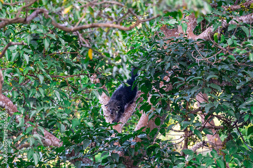 Wallpaper Mural Binturong (Bear Cat) It belongs to the civet family. It has a large head, gray fur on the face, small round ears, a long body, and rough, black fur. Torontodigital.ca