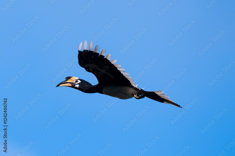 Fototapeta premium The bill and large hump are yellow. The face is black. The throat is white or yellowish-white. The body is black. The wings are black with a wide yellow stripe running down the middle of the wings.