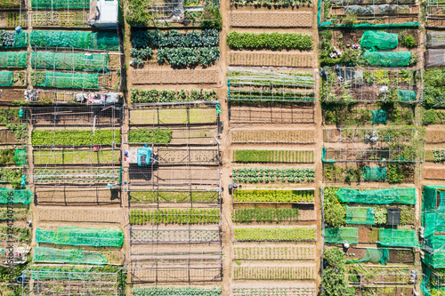 Organic Vegetable Garden with Green Crops photo