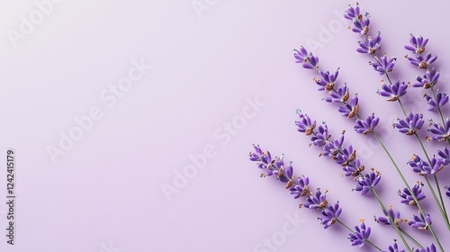 Lavender flowers on purple background
