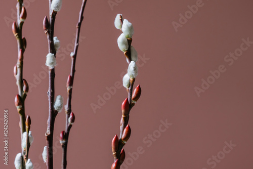 Pussy willow stems